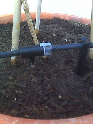 IMG00176.jpg