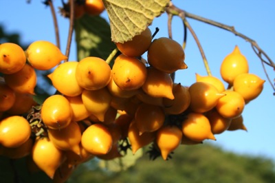 IMG_5556.JPG IMG 5556