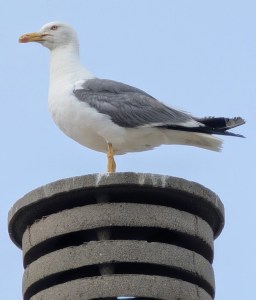 PXL 20240626 080029285  1